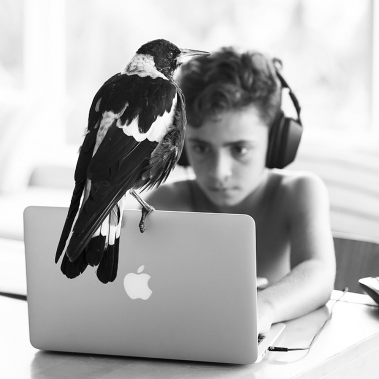 Illustration de l'article : Voici Penguin, la pie qui &eacute;gaye la vie de cette famille australienne. D&eacute;couvrez sa formidable histoire