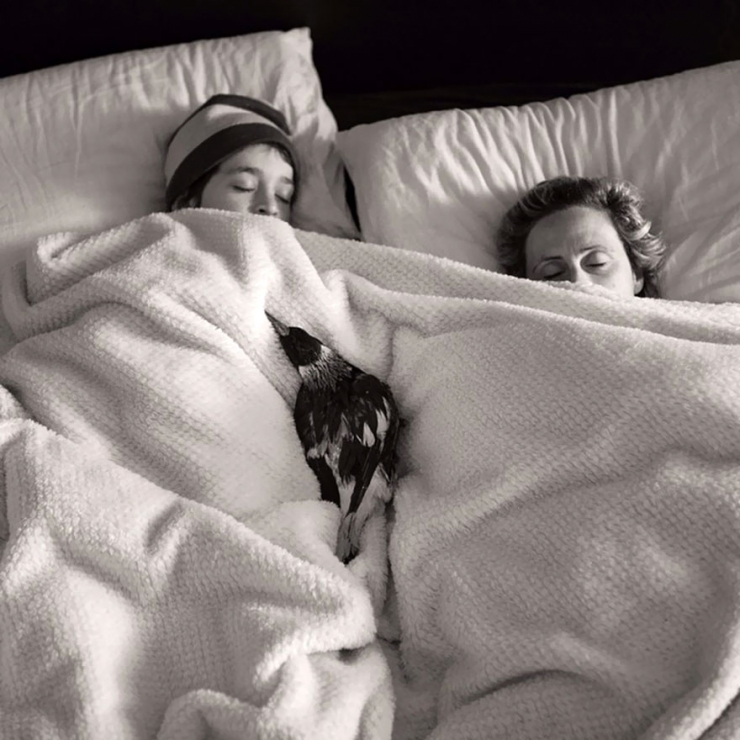 Illustration de l'article : Voici Penguin, la pie qui &eacute;gaye la vie de cette famille australienne. D&eacute;couvrez sa formidable histoire