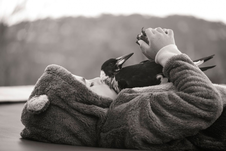 Illustration de l'article : Voici Penguin, la pie qui &eacute;gaye la vie de cette famille australienne. D&eacute;couvrez sa formidable histoire