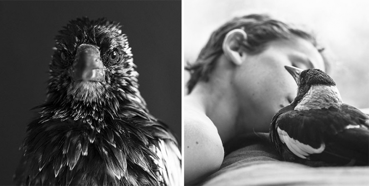 Illustration de l'article : Voici Penguin, la pie qui &eacute;gaye la vie de cette famille australienne. D&eacute;couvrez sa formidable histoire