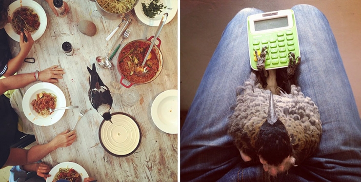 Illustration de l'article : Voici Penguin, la pie qui &eacute;gaye la vie de cette famille australienne. D&eacute;couvrez sa formidable histoire