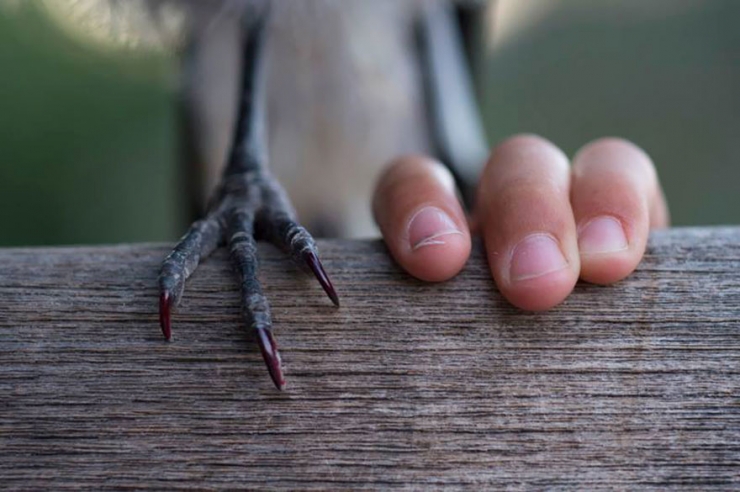 Illustration de l'article : Voici Penguin, la pie qui &eacute;gaye la vie de cette famille australienne. D&eacute;couvrez sa formidable histoire