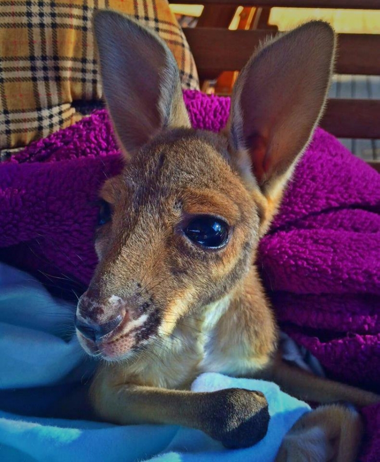 Illustration de l'article : Un refuge pour kangourous orphelins