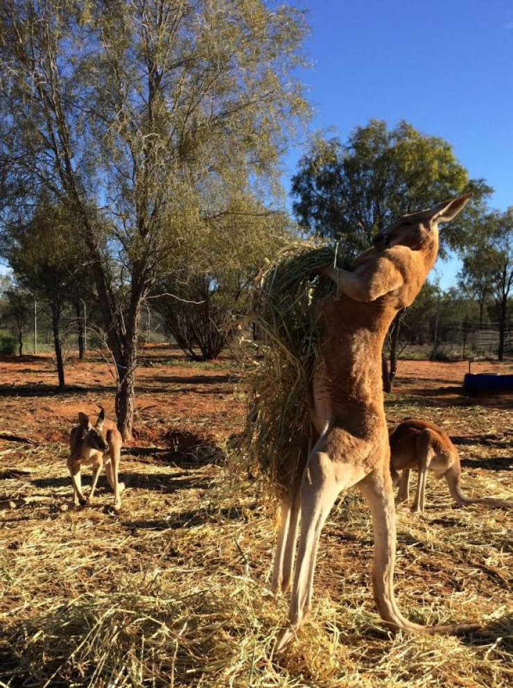 Illustration de l'article : Un refuge pour kangourous orphelins