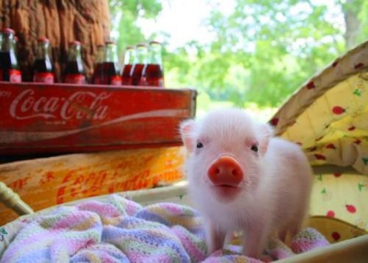 Illustration de l'article : Cute: Comment r&eacute;sister face &agrave; ces 42 porcelets magnifiques... 