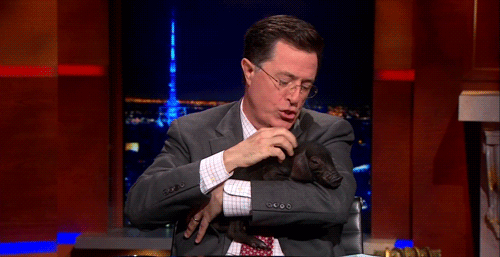 Illustration de l'article : Cute: Comment r&eacute;sister face &agrave; ces 42 porcelets magnifiques... 