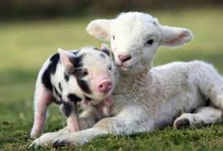 Illustration de l'article : Cute: Comment r&eacute;sister face &agrave; ces 42 porcelets magnifiques... 