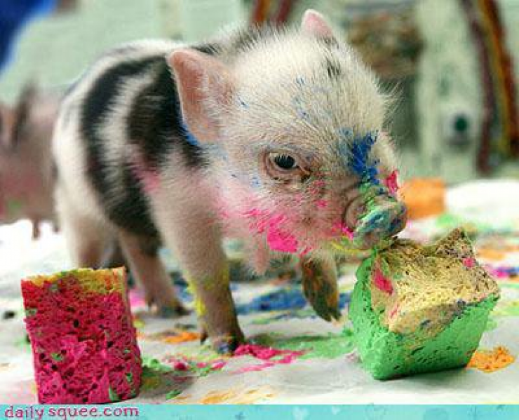 Illustration de l'article : Cute: Comment r&eacute;sister face &agrave; ces 42 porcelets magnifiques... 