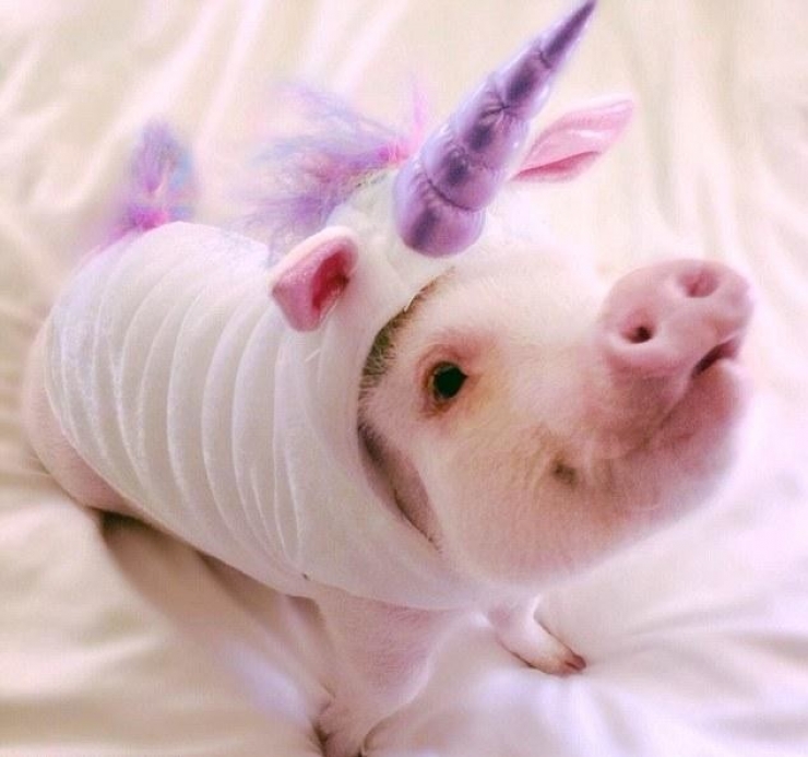 Illustration de l'article : Cute: Comment r&eacute;sister face &agrave; ces 42 porcelets magnifiques... 