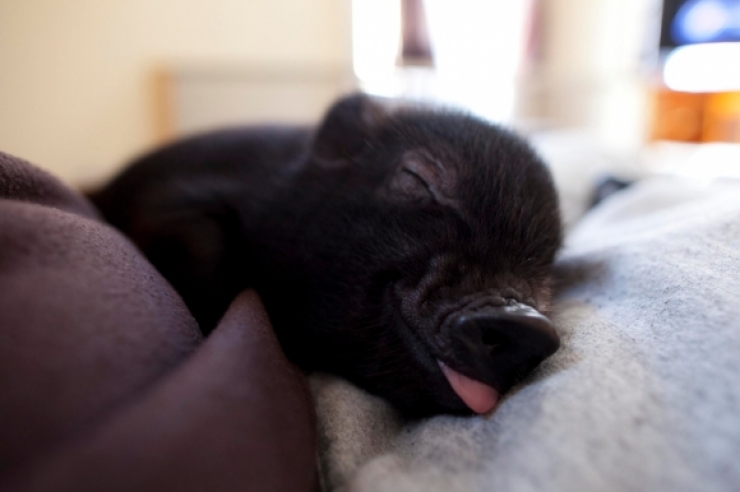 Illustration de l'article : Cute: Comment r&eacute;sister face &agrave; ces 42 porcelets magnifiques... 