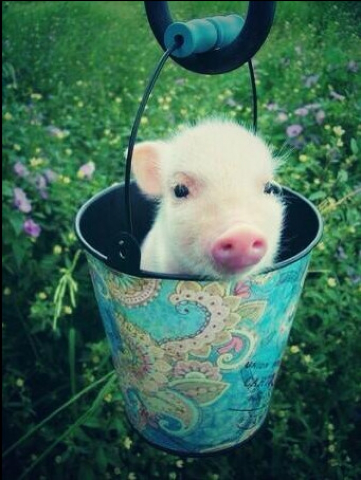 Illustration de l'article : Cute: Comment r&eacute;sister face &agrave; ces 42 porcelets magnifiques... 