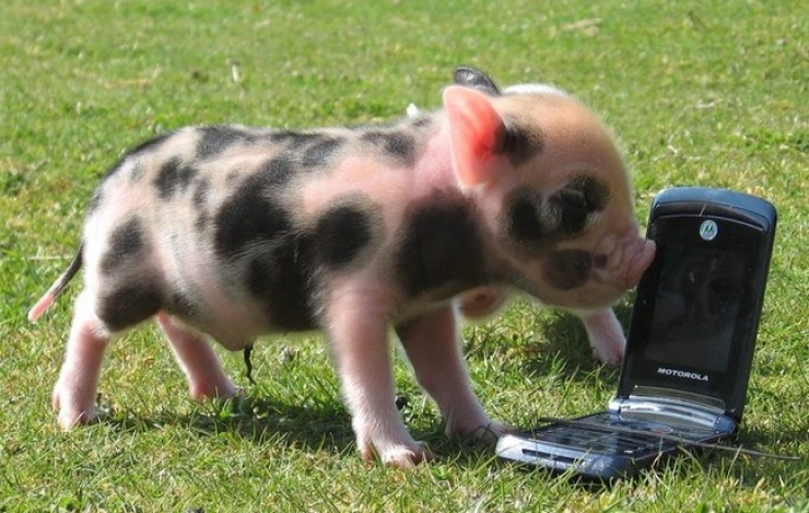 Illustration de l'article : Cute: Comment r&eacute;sister face &agrave; ces 42 porcelets magnifiques... 