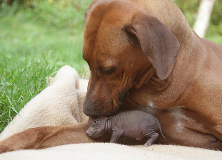 Illustration de l'article : Cute: Comment r&eacute;sister face &agrave; ces 42 porcelets magnifiques... 