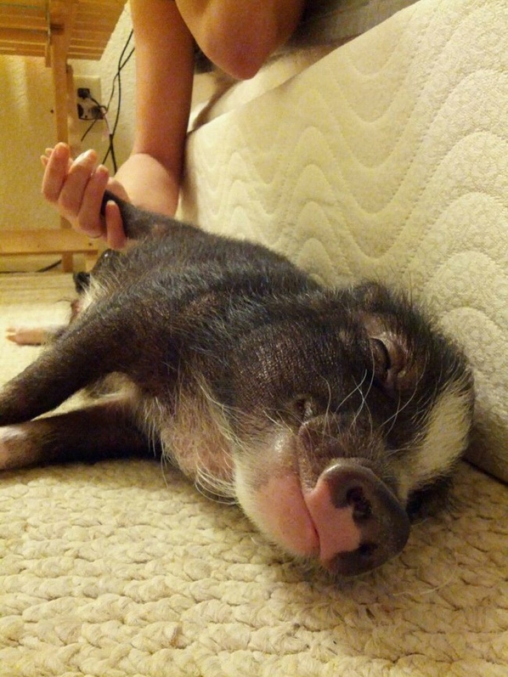 Illustration de l'article : Cute: Comment r&eacute;sister face &agrave; ces 42 porcelets magnifiques... 