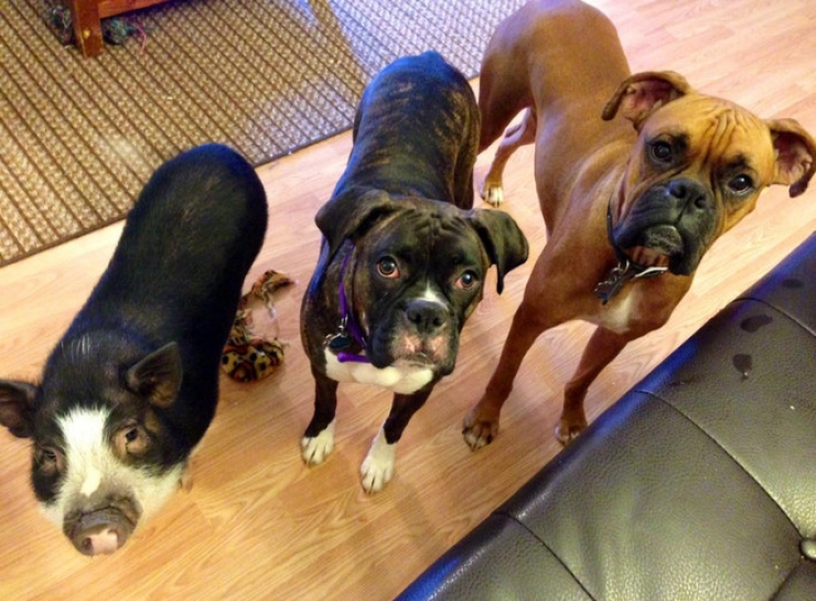 Illustration de l'article : Cute: Comment r&eacute;sister face &agrave; ces 42 porcelets magnifiques... 