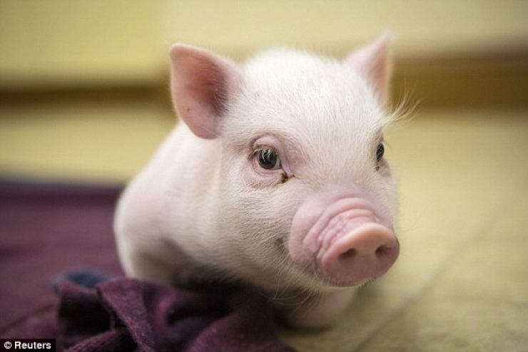 Illustration de l'article : Cute: Comment r&eacute;sister face &agrave; ces 42 porcelets magnifiques... 