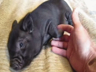 Illustration de l'article : Cute: Comment r&eacute;sister face &agrave; ces 42 porcelets magnifiques... 