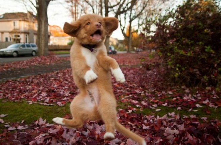 Illustration de l'article : Les animaux sont de talentueux danseurs. La preuve avec ces 19 images