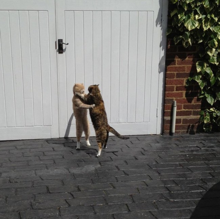 Illustration de l'article : Les animaux sont de talentueux danseurs. La preuve avec ces 19 images