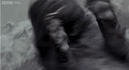 Illustration de l'article : Les animaux sont de talentueux danseurs. La preuve avec ces 19 images