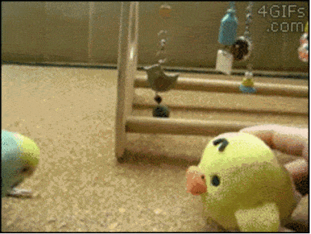 Illustration de l'article : Les animaux sont de talentueux danseurs. La preuve avec ces 19 images