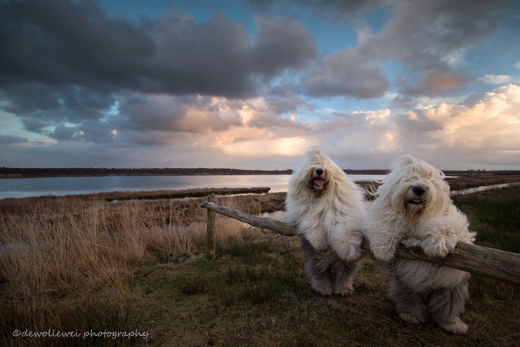 Illustration de l'article : Voici Sophie et Sarah, deux ins&eacute;parables soeurs bobtails qui adorent prendre la pose