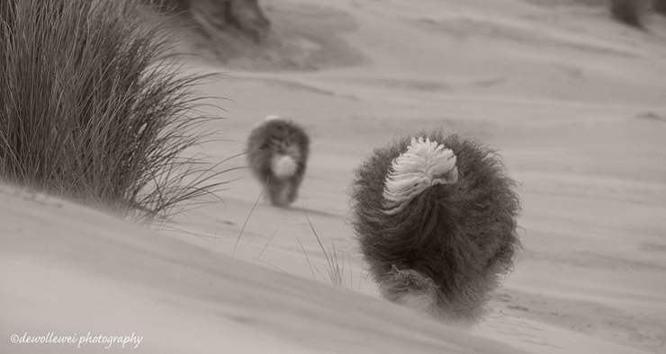 Illustration de l'article : Voici Sophie et Sarah, deux ins&eacute;parables soeurs bobtails qui adorent prendre la pose