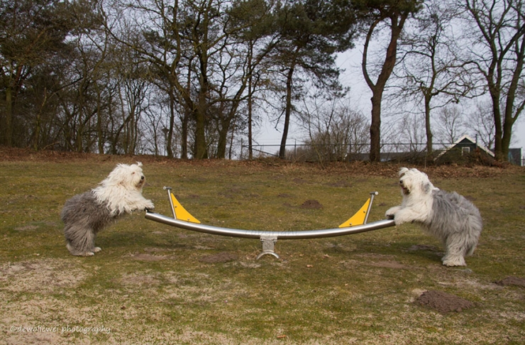 Illustration de l'article : Voici Sophie et Sarah, deux ins&eacute;parables soeurs bobtails qui adorent prendre la pose