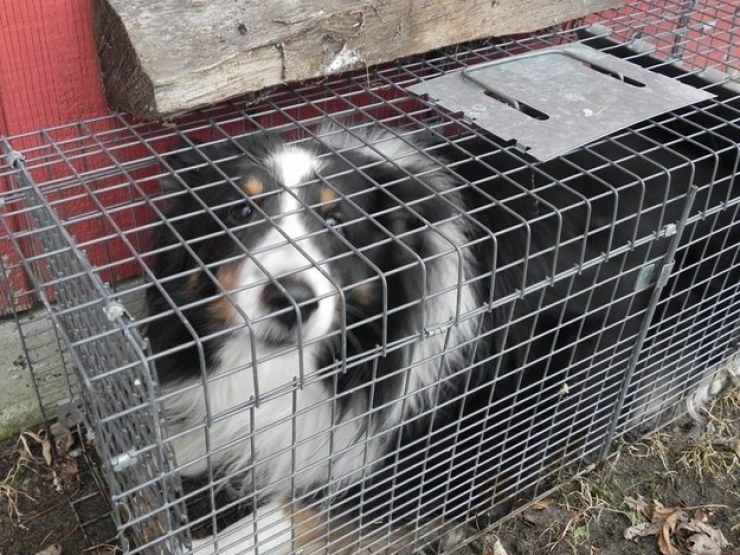 Illustration de l'article : 15 chiens qui regrettent am&egrave;rement leurs choix