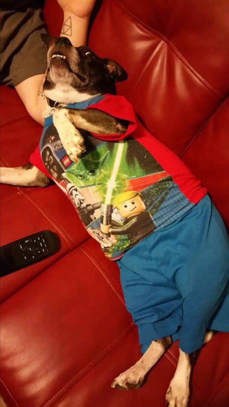 Illustration de l'article : Drôles et mignons, ces 14 chiens en pyjama qui ne quitteraient leurs lits pour rien au monde