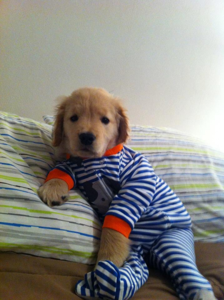 Illustration de l'article : Drôles et mignons, ces 14 chiens en pyjama qui ne quitteraient leurs lits pour rien au monde