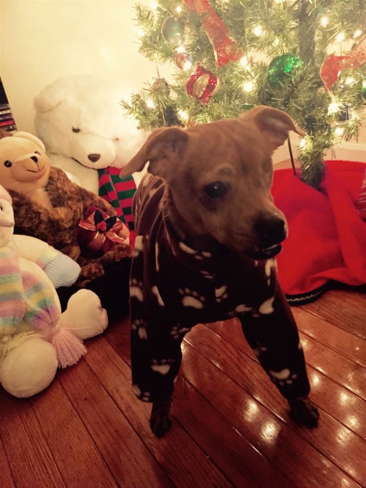 Illustration de l'article : Drôles et mignons, ces 14 chiens en pyjama qui ne quitteraient leurs lits pour rien au monde