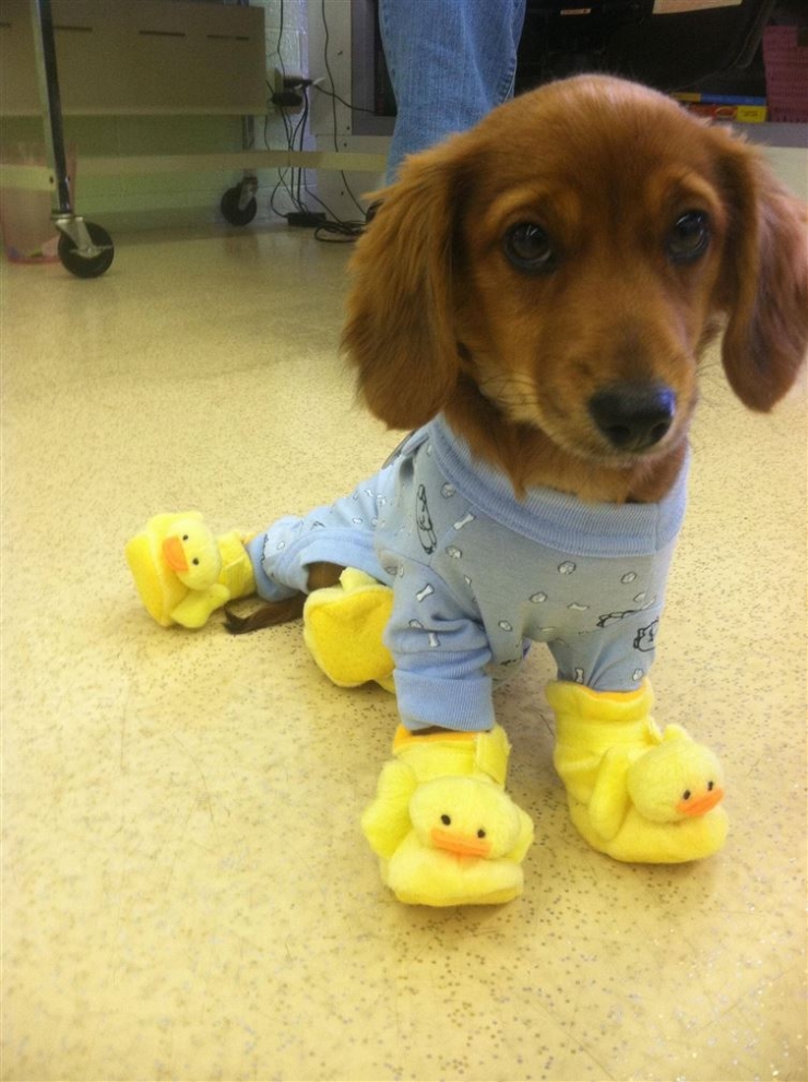 Illustration de l'article : Drôles et mignons, ces 14 chiens en pyjama qui ne quitteraient leurs lits pour rien au monde