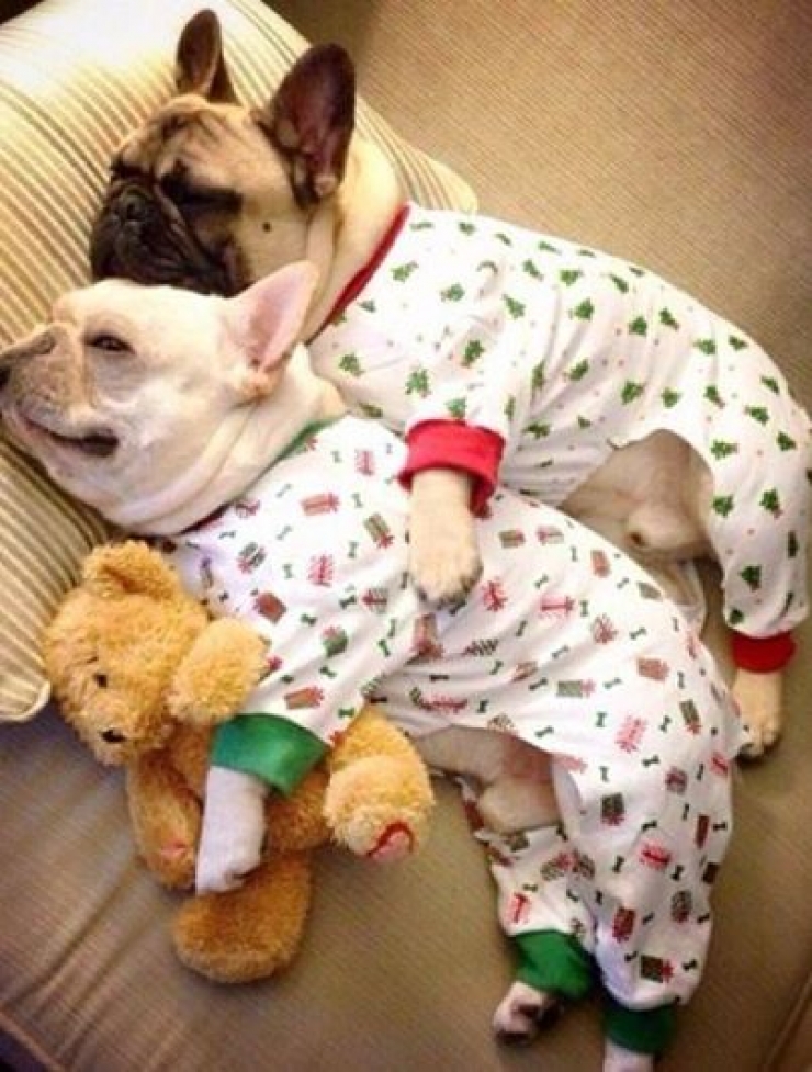 Illustration de l'article : Drôles et mignons, ces 14 chiens en pyjama qui ne quitteraient leurs lits pour rien au monde