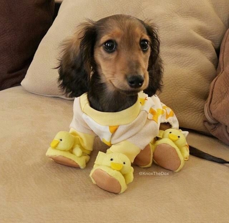 Illustration de l'article : Drôles et mignons, ces 14 chiens en pyjama qui ne quitteraient leurs lits pour rien au monde