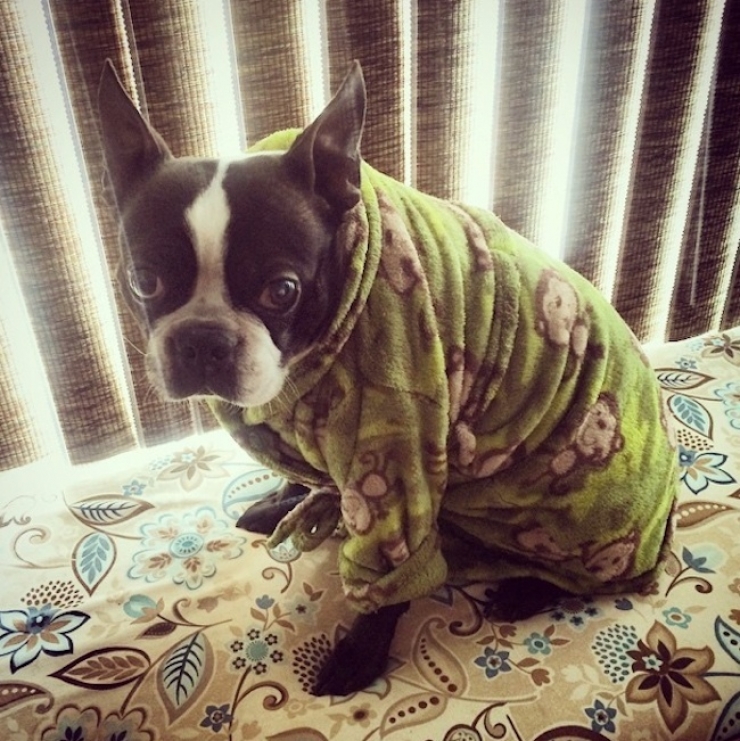 Illustration de l'article : Drôles et mignons, ces 14 chiens en pyjama qui ne quitteraient leurs lits pour rien au monde