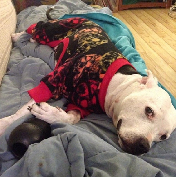 Illustration de l'article : Drôles et mignons, ces 14 chiens en pyjama qui ne quitteraient leurs lits pour rien au monde