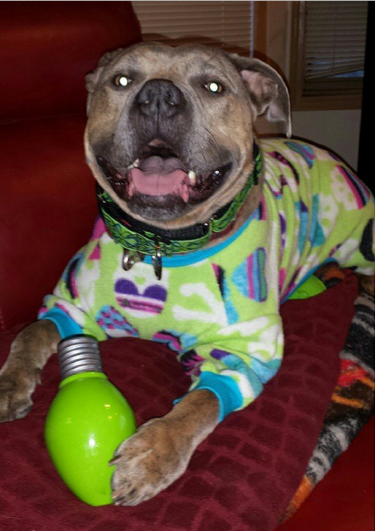 Illustration de l'article : Drôles et mignons, ces 14 chiens en pyjama qui ne quitteraient leurs lits pour rien au monde