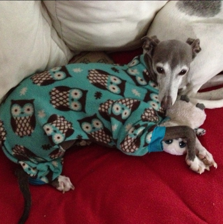Illustration de l'article : Drôles et mignons, ces 14 chiens en pyjama qui ne quitteraient leurs lits pour rien au monde