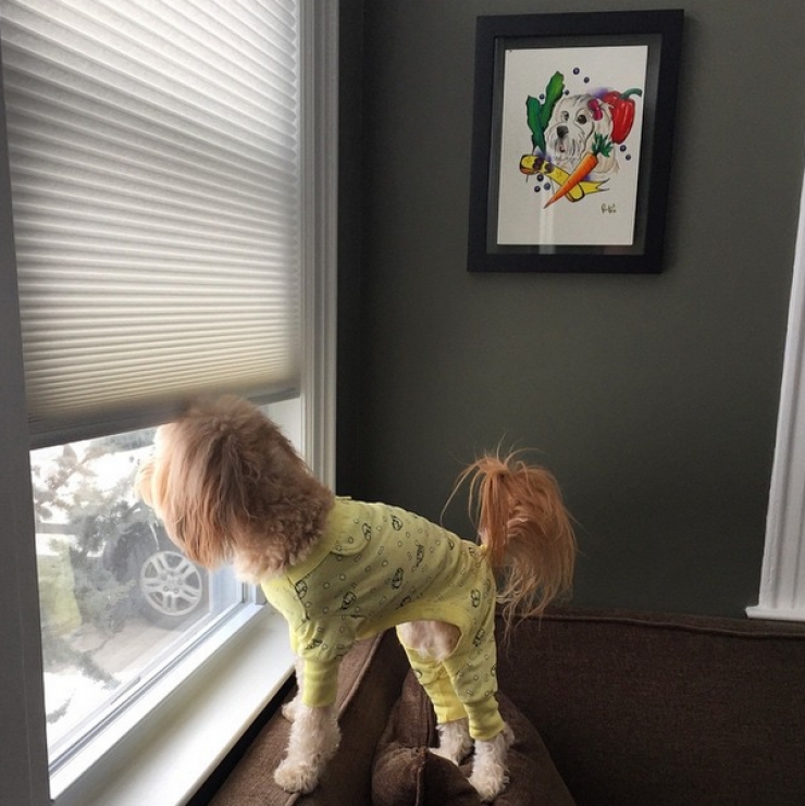 Illustration de l'article : Drôles et mignons, ces 14 chiens en pyjama qui ne quitteraient leurs lits pour rien au monde