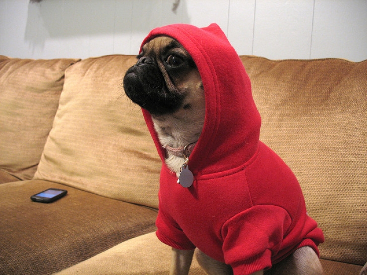 Illustration de l'article : Drôles et mignons, ces 14 chiens en pyjama qui ne quitteraient leurs lits pour rien au monde