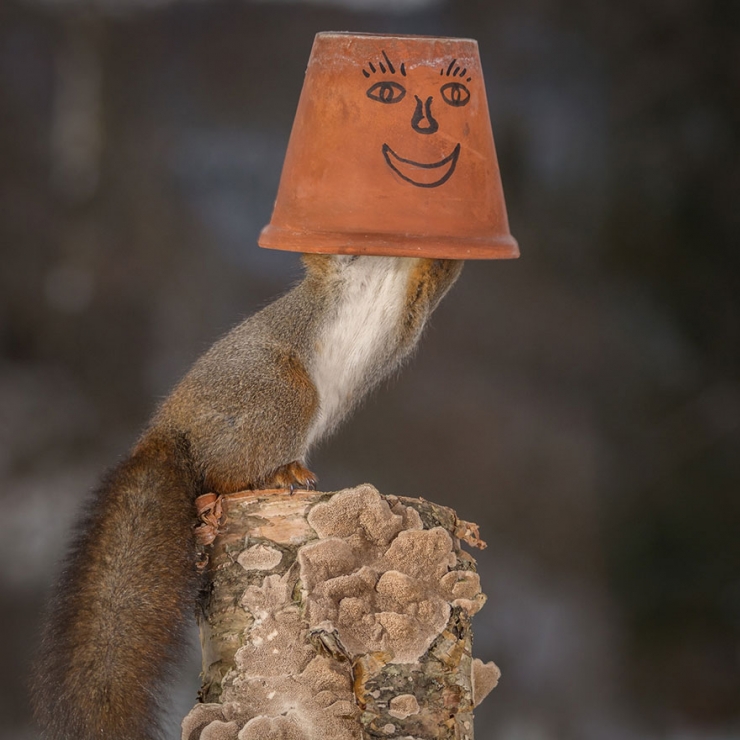 Illustration de l'article : Voici ce que cet artiste voit tous les jours depuis la fen&ecirc;tre de sa cuisine