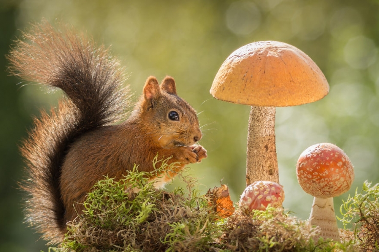 Illustration de l'article : Voici ce que cet artiste voit tous les jours depuis la fen&ecirc;tre de sa cuisine