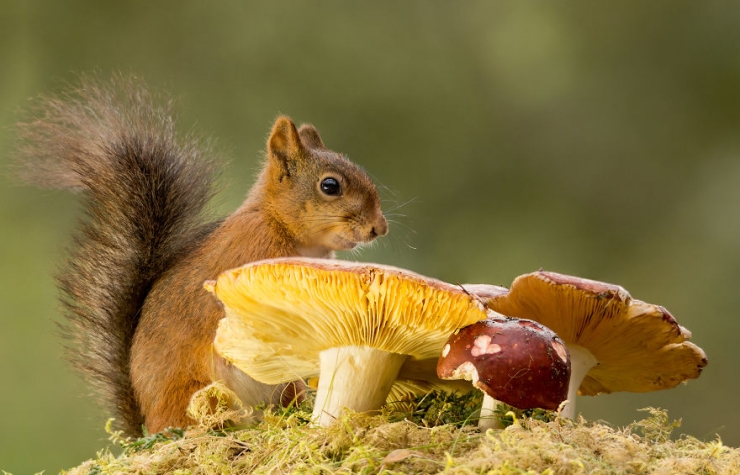 Illustration de l'article : Voici ce que cet artiste voit tous les jours depuis la fen&ecirc;tre de sa cuisine