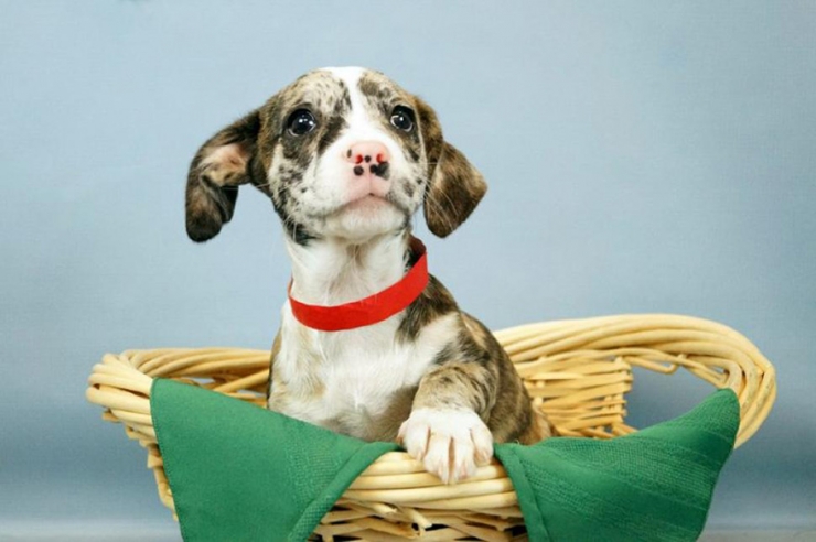 Illustration de l'article : Ce refuge animalier propose d'apporter des chiens et chats sur les lieux de travail