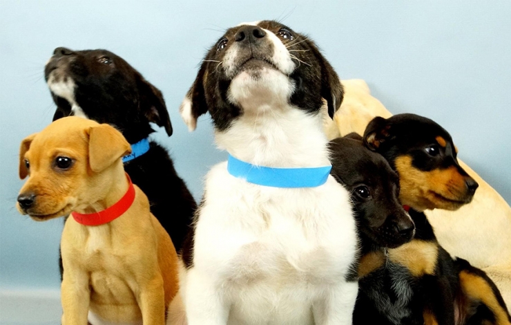 Illustration de l'article : Ce refuge animalier propose d'apporter des chiens et chats sur les lieux de travail