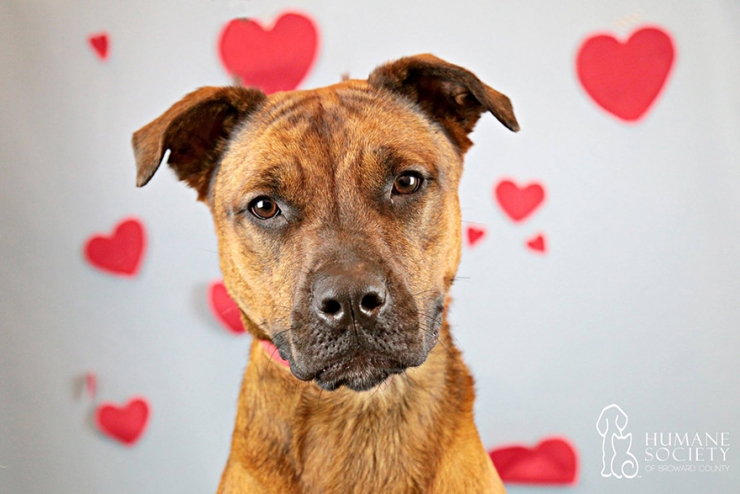 Illustration de l'article : Ce refuge animalier propose d'apporter des chiens et chats sur les lieux de travail