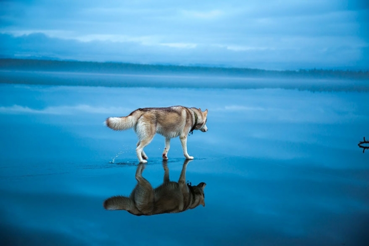 Illustration de l'article : Il photographie des huskys s'amusant sur un lac partiellement gel&eacute; en Russie