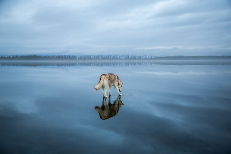 Illustration de l'article : Il photographie des huskys s'amusant sur un lac partiellement gel&eacute; en Russie
