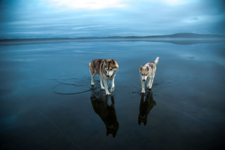 Illustration de l'article : Il photographie des huskys s'amusant sur un lac partiellement gel&eacute; en Russie